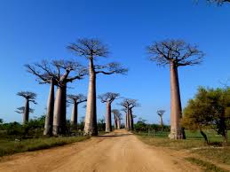 Baobabs