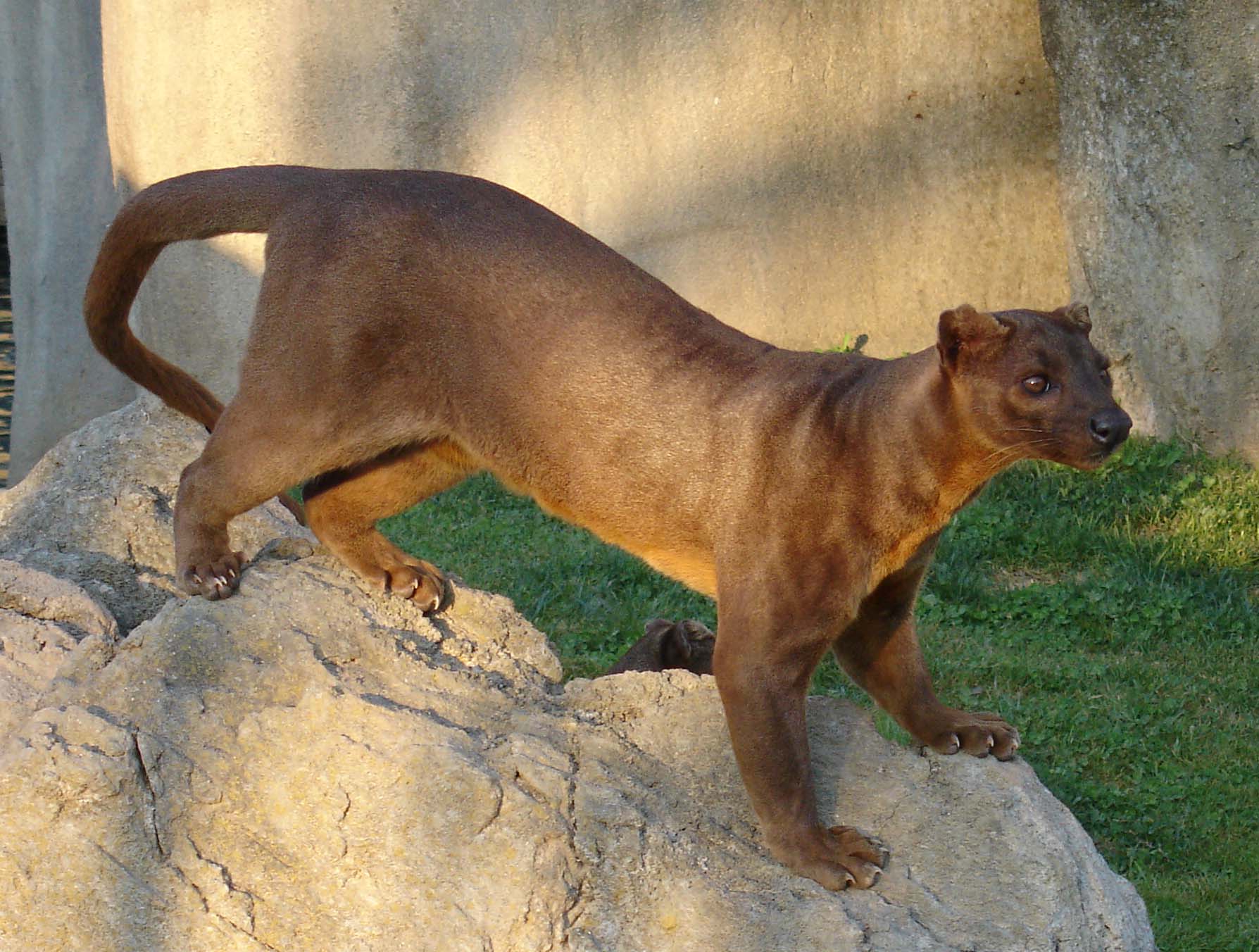 Le Fosa